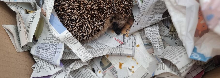 Ein in Zeitungspapier eingerollter Igel